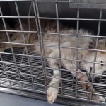 CHEKKA'S POISONED STRAYS - SUMMER 2023