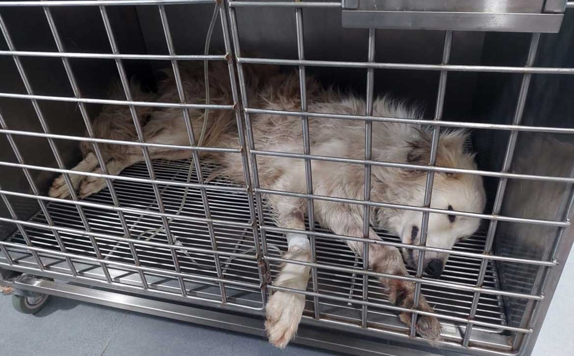 CHEKKA'S POISONED STRAYS - SUMMER 2023