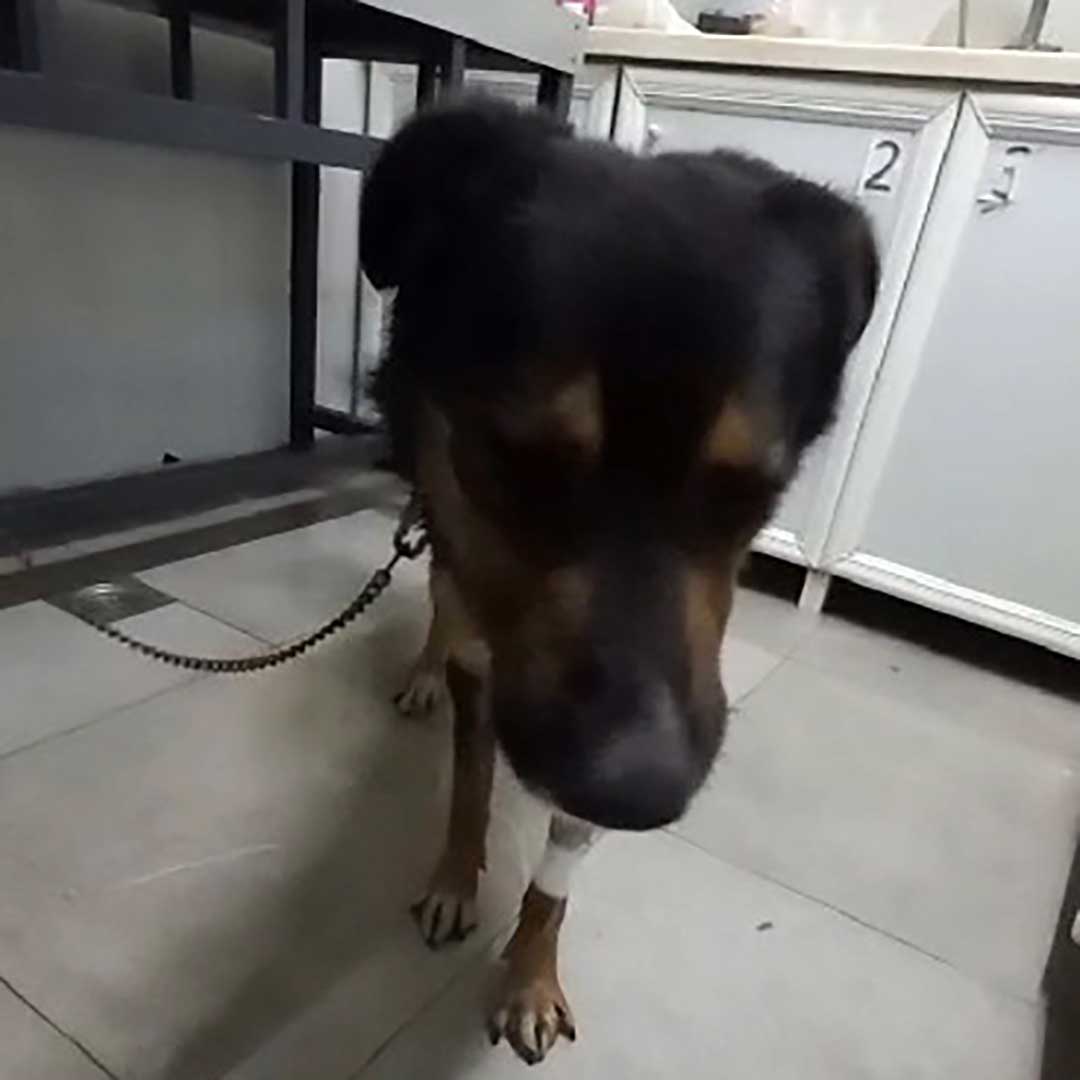 CHEKKA'S POISONED STRAYS - SUMMER 2023