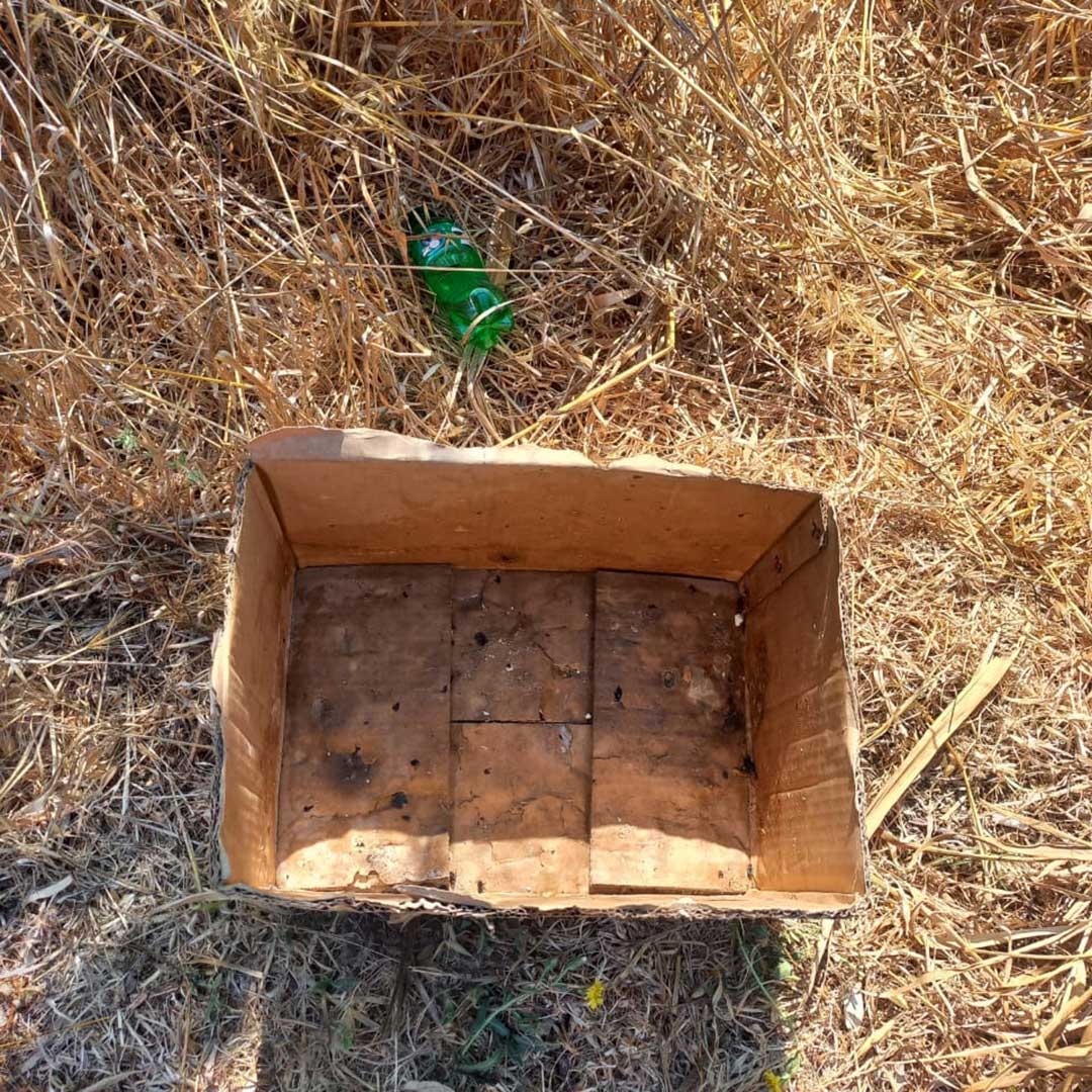 CHEKKA'S POISONED STRAYS - SUMMER 2023