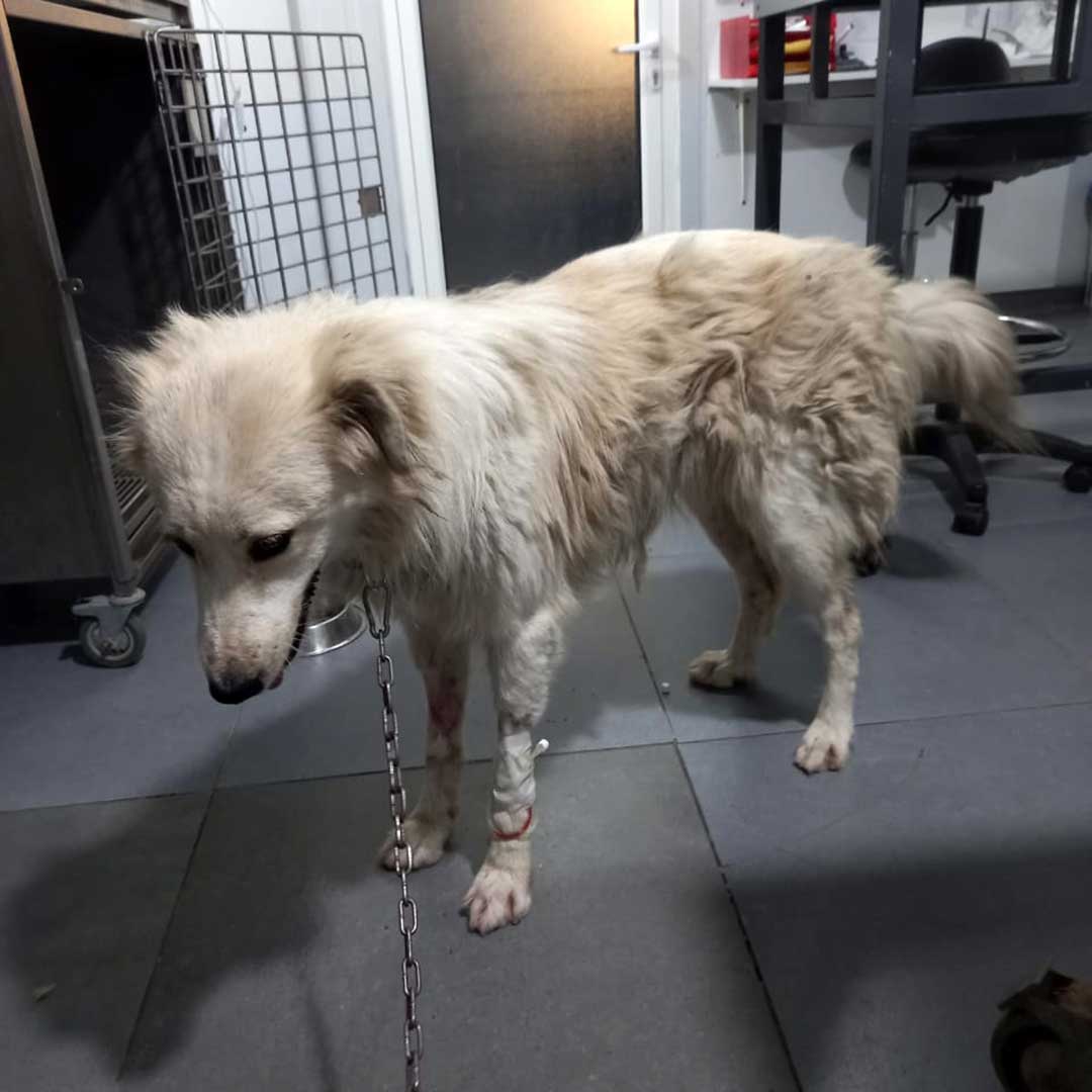 CHEKKA'S POISONED STRAYS - SUMMER 2023