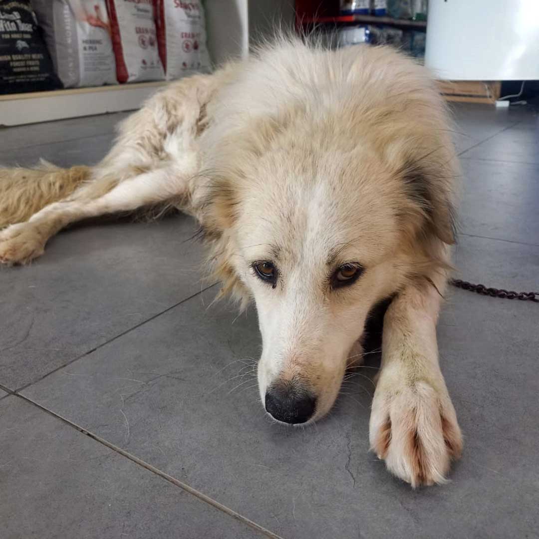 CHEKKA'S POISONED STRAYS - SUMMER 2023
