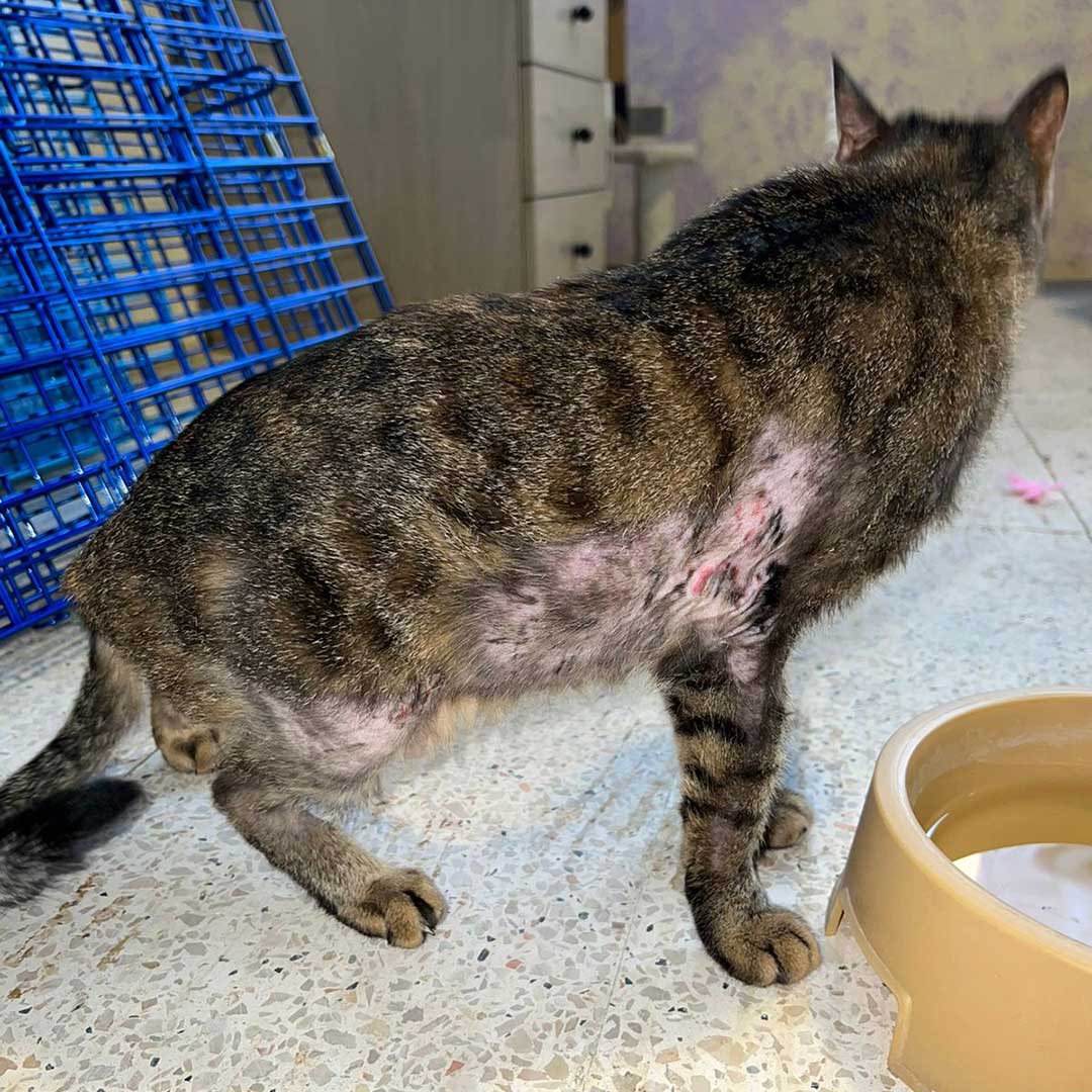 ZOEY ADOPTED THEN RETURNED