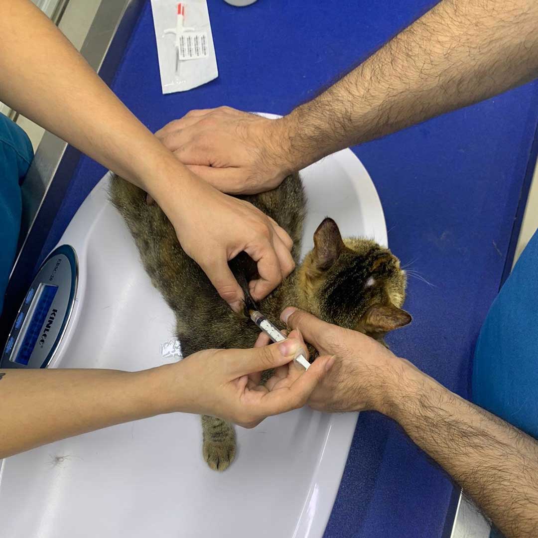 ZOEY ADOPTED THEN RETURNED