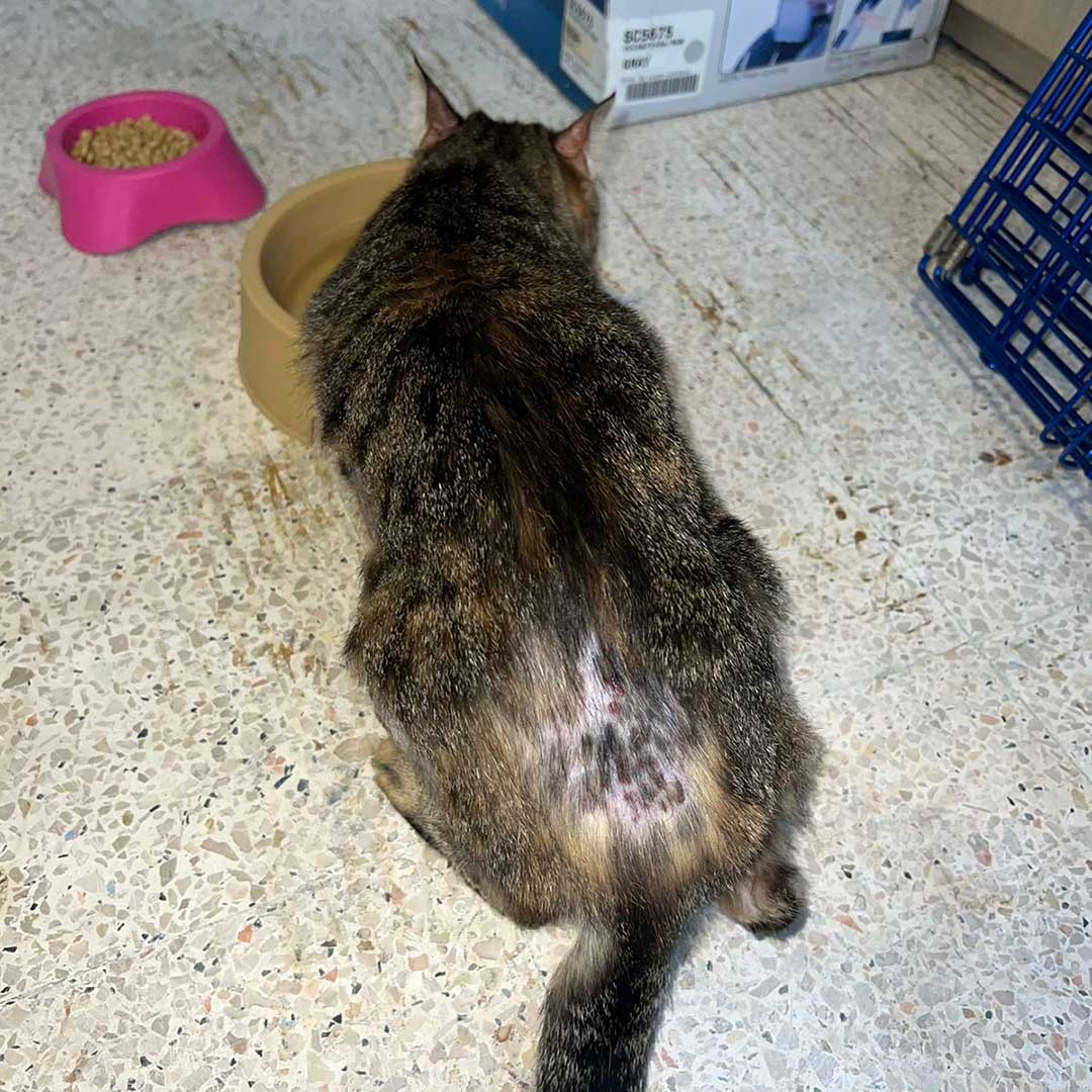 ZOEY ADOPTED THEN RETURNED