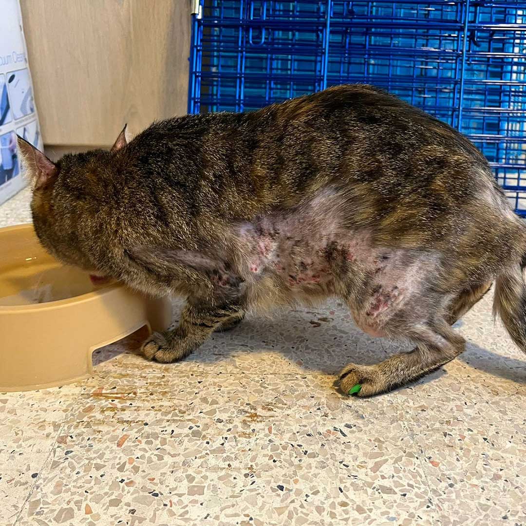 ZOEY ADOPTED THEN RETURNED