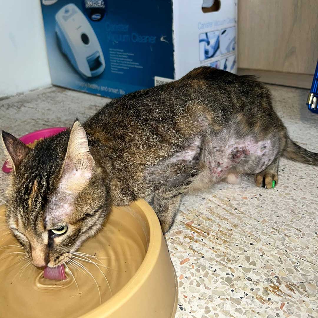 ZOEY ADOPTED THEN RETURNED