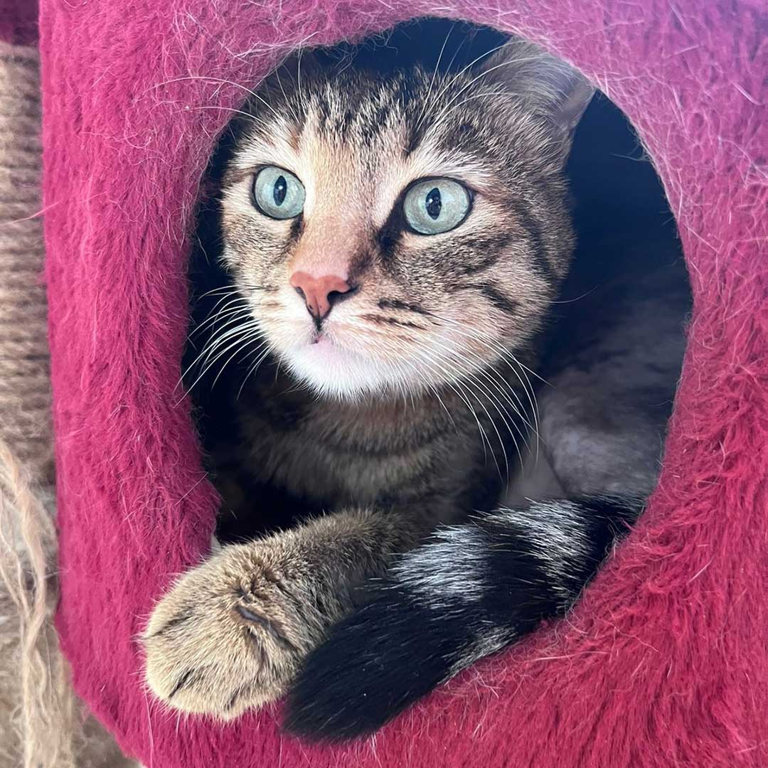 ZOEY ADOPTED THEN RETURNED
