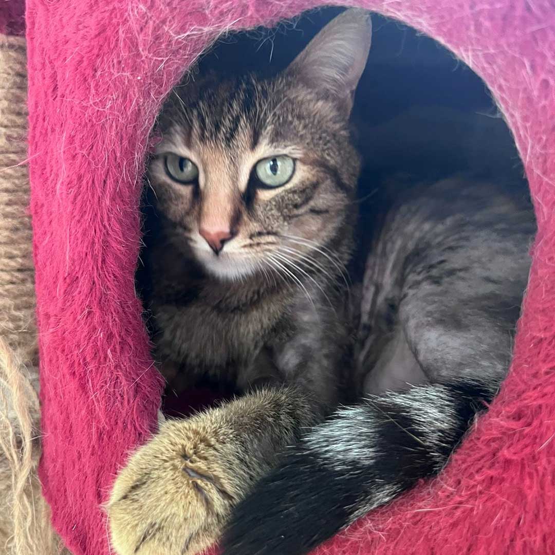 ZOEY ADOPTED THEN RETURNED