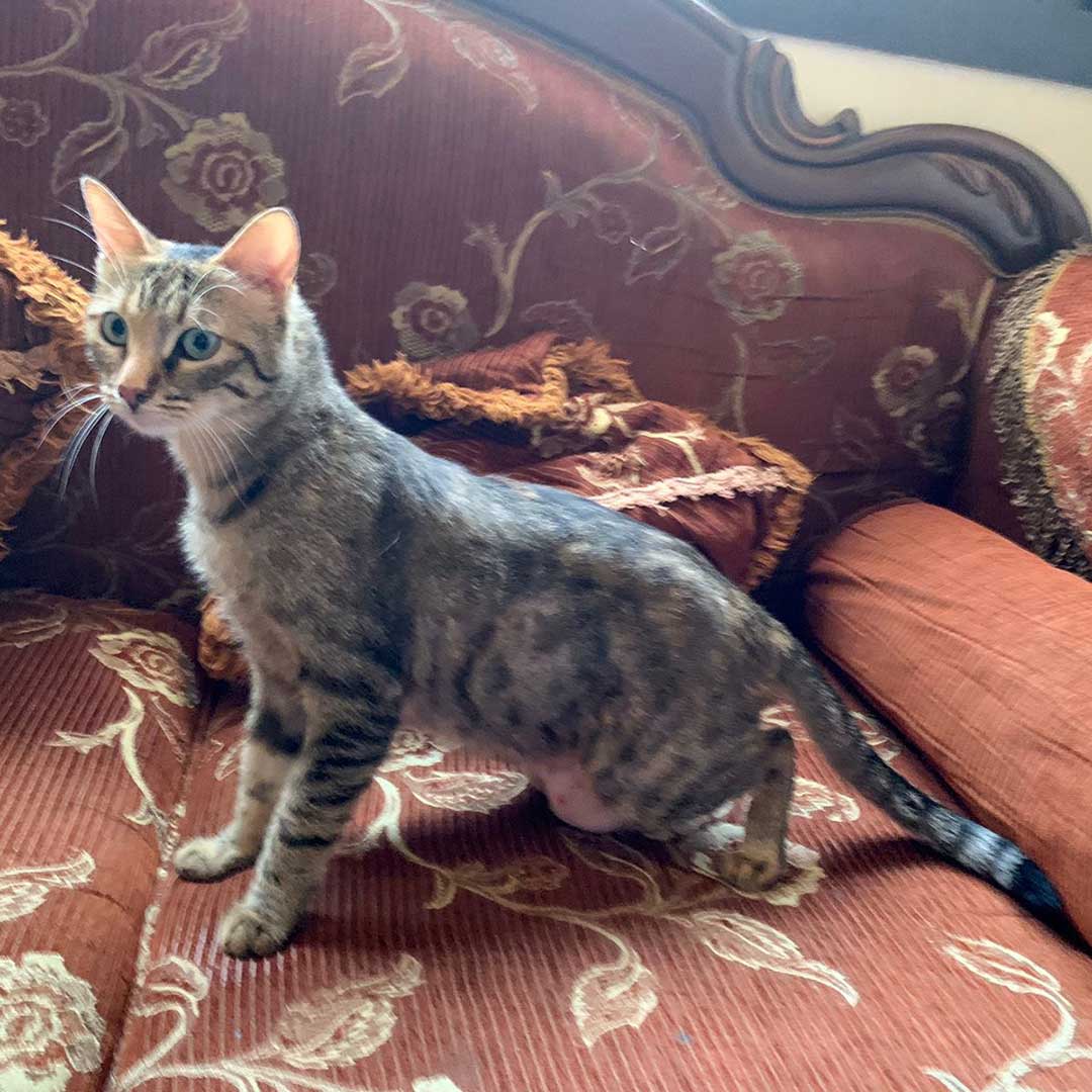 ZOEY ADOPTED THEN RETURNED