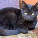 KHEOPS: UNWANTED BECAUSE OF HIS COLOR