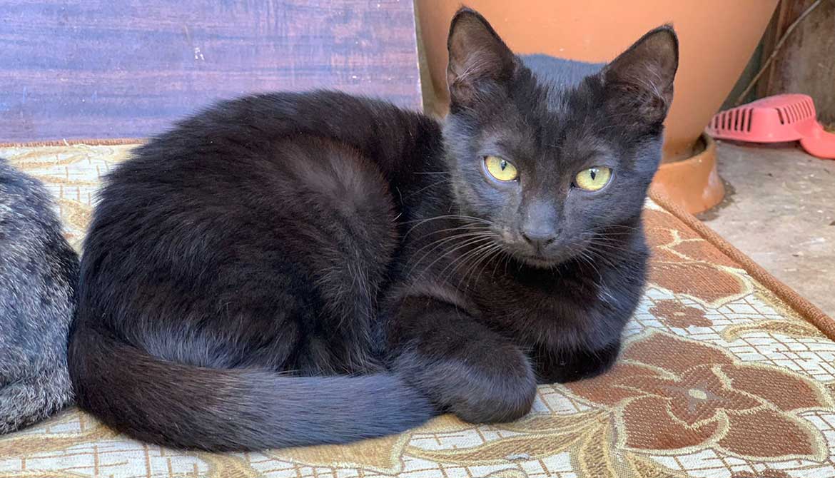 KHEOPS: UNWANTED BECAUSE OF HIS COLOR