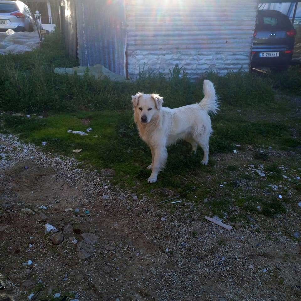 LEO A NEW DOG DUMPED IN THE NORTH