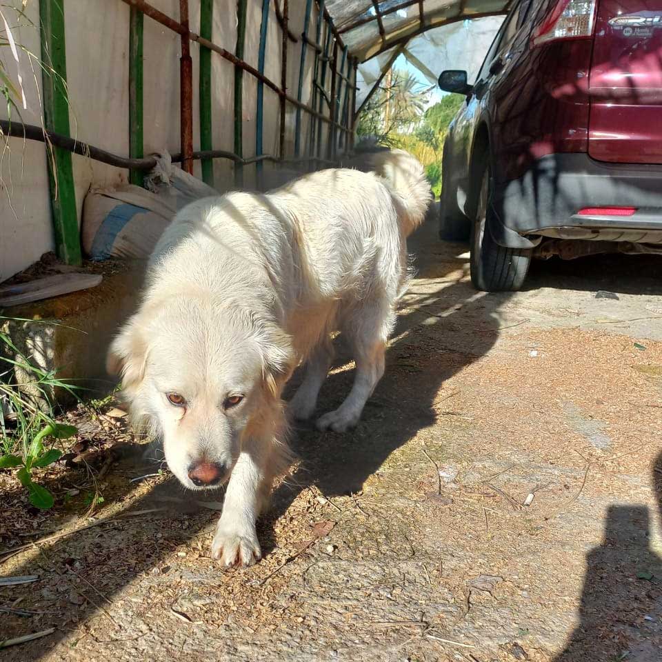 LEO A NEW DOG DUMPED IN THE NORTH
