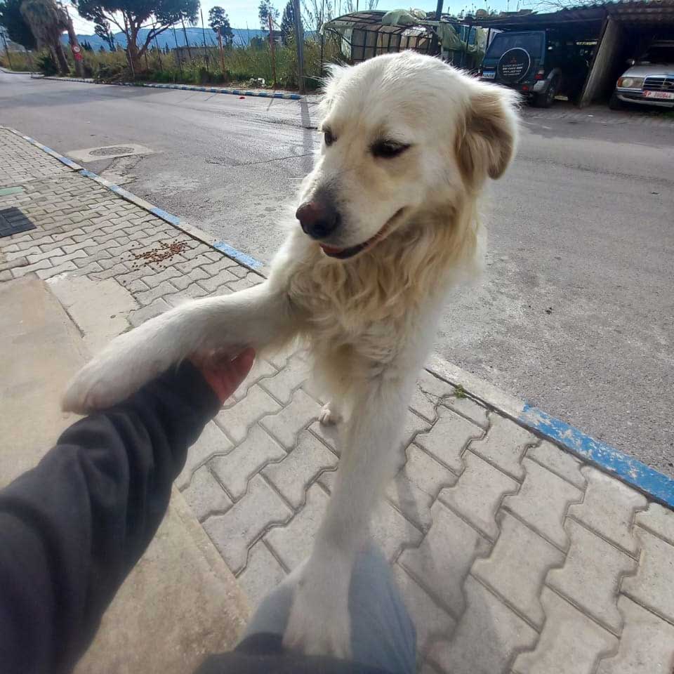 LEO A NEW DOG DUMPED IN THE NORTH