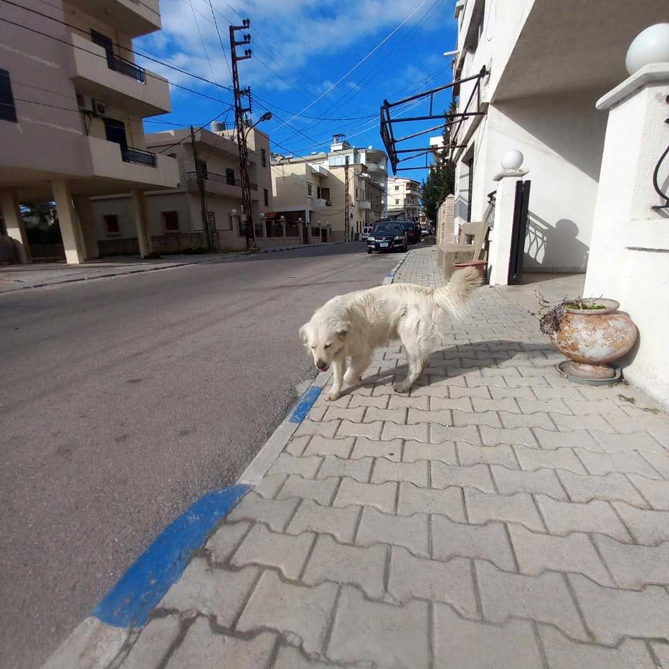 LEO A NEW DOG DUMPED IN THE NORTH