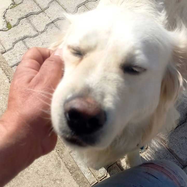 LEO A NEW DOG DUMPED IN THE NORTH