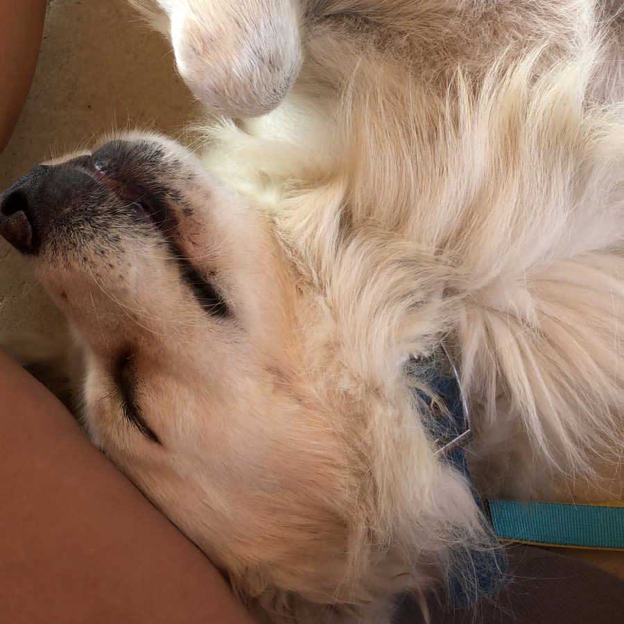 LEO A NEW DOG DUMPED IN THE NORTH