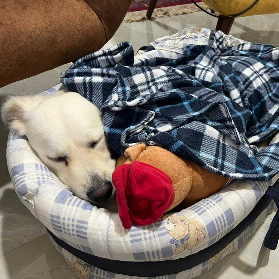 LEO A NEW DOG DUMPED IN THE NORTH
