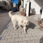 LEO A NEW DOG DUMPED IN THE NORTH