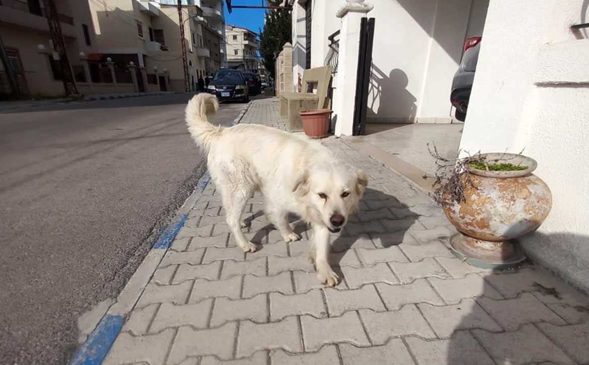 LEO A NEW DOG DUMPED IN THE NORTH