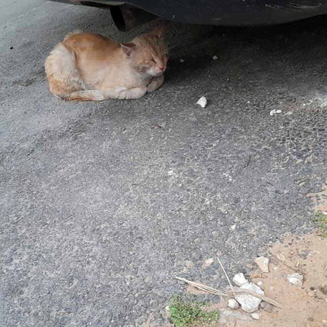 GINGER THE CAT