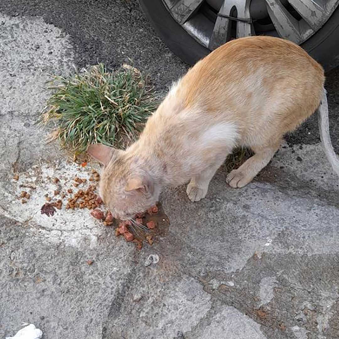 GINGER THE CAT