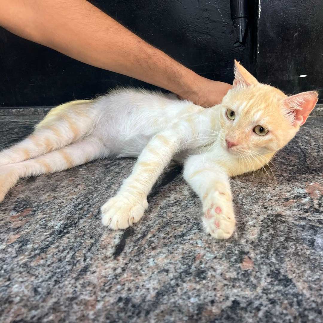 GINGER THE CAT