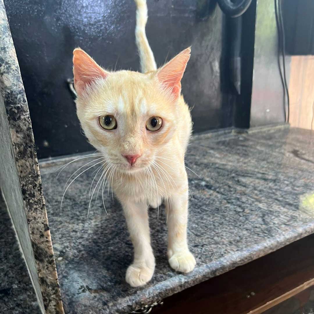 GINGER THE CAT