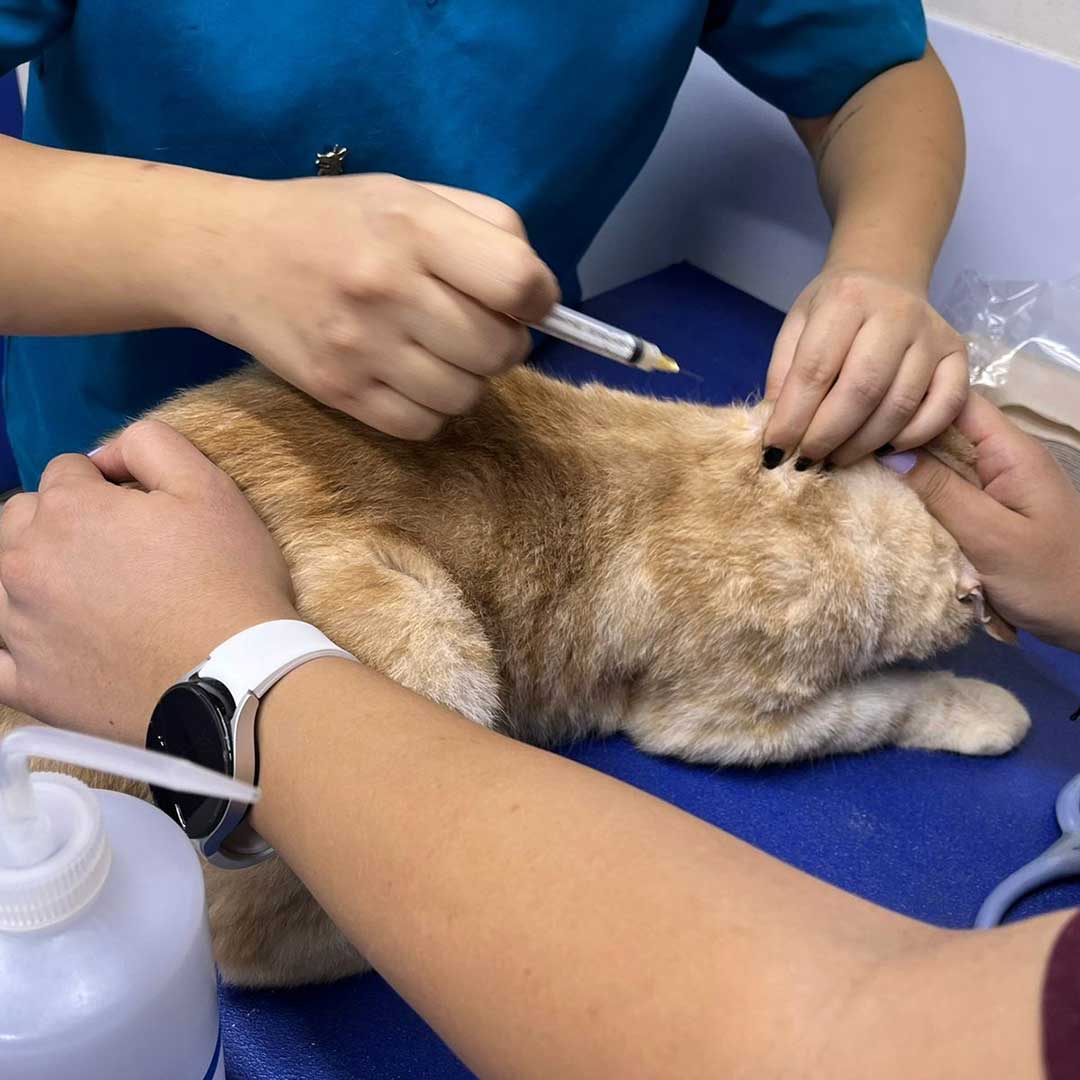 GINGER THE CAT