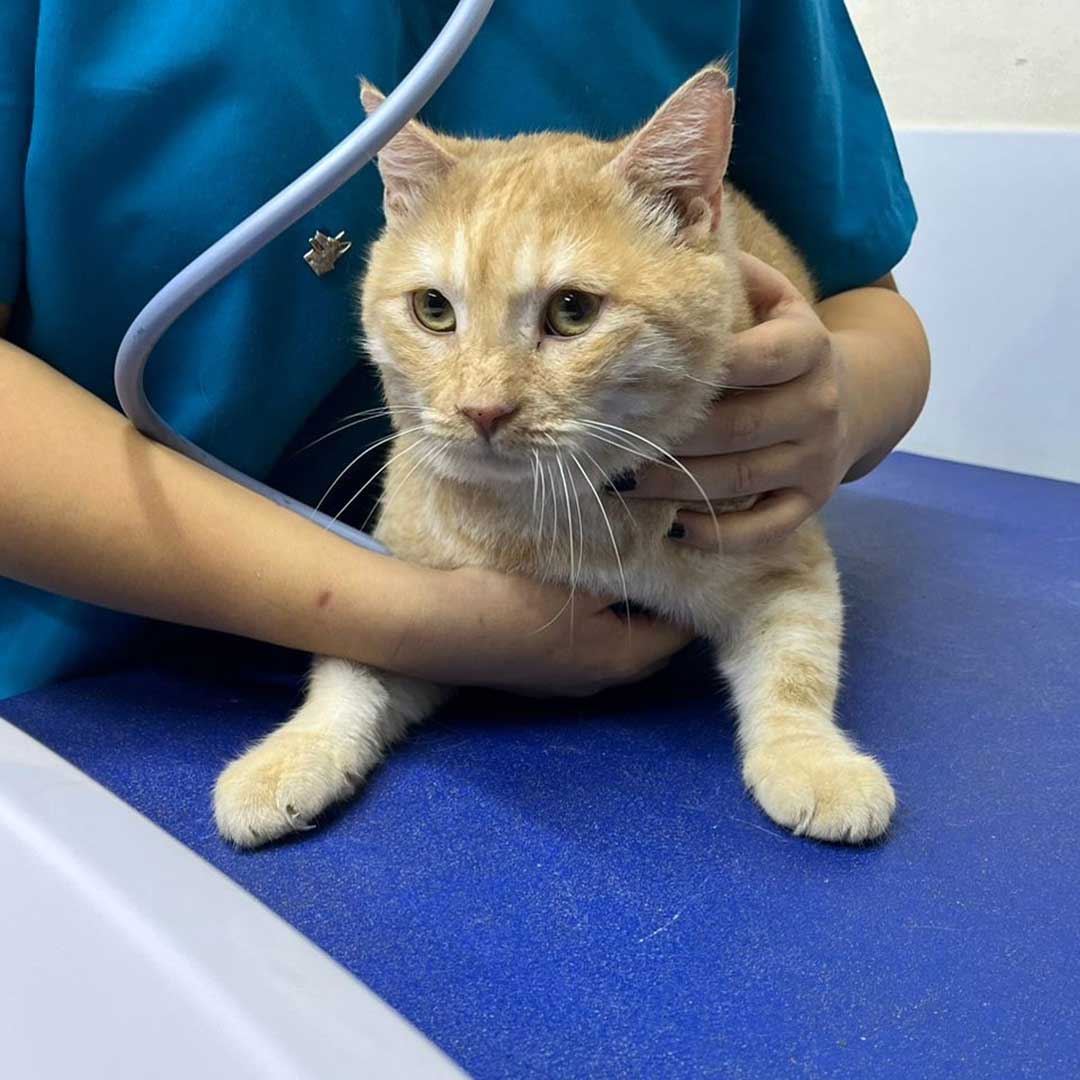 GINGER THE CAT