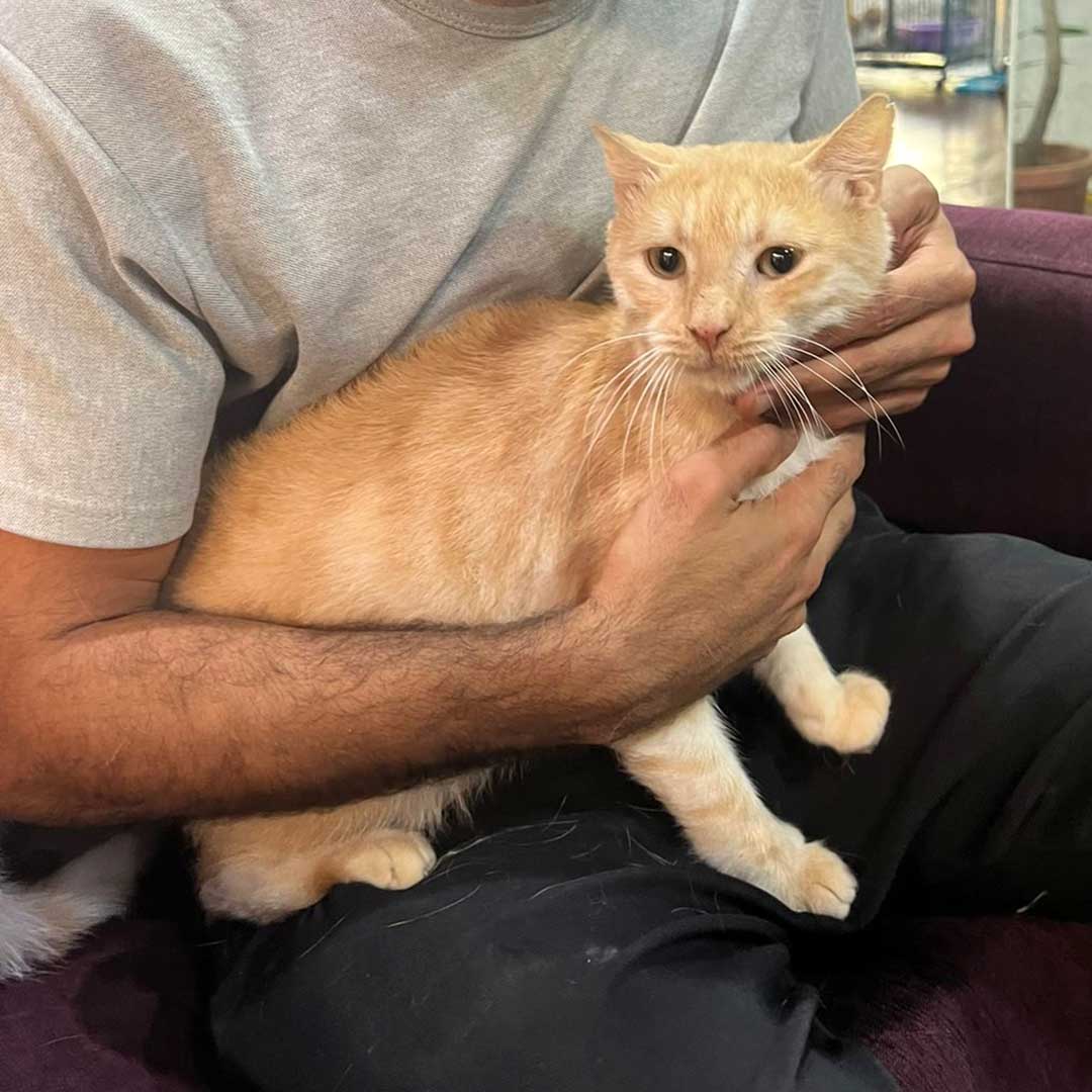 GINGER THE CAT
