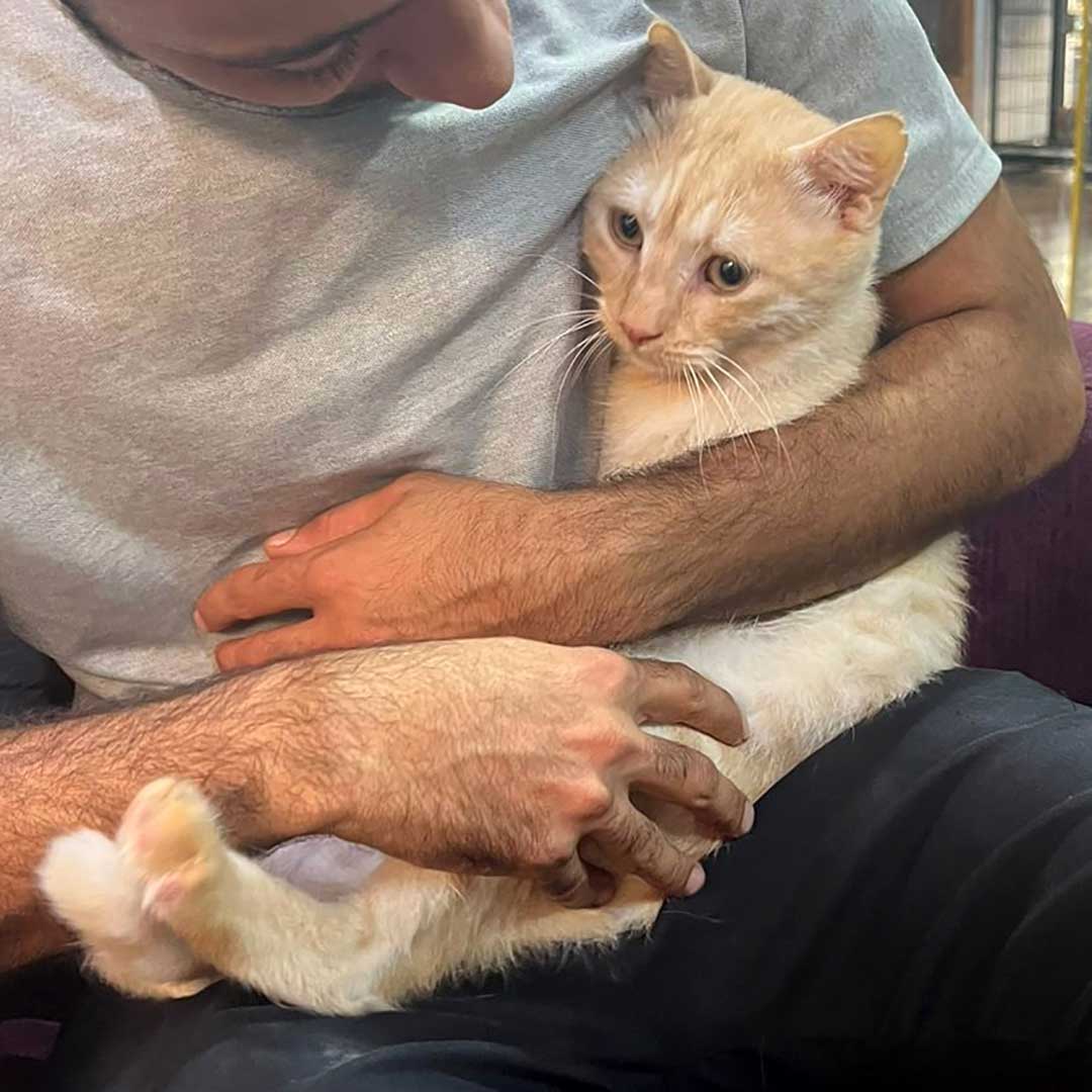 GINGER THE CAT
