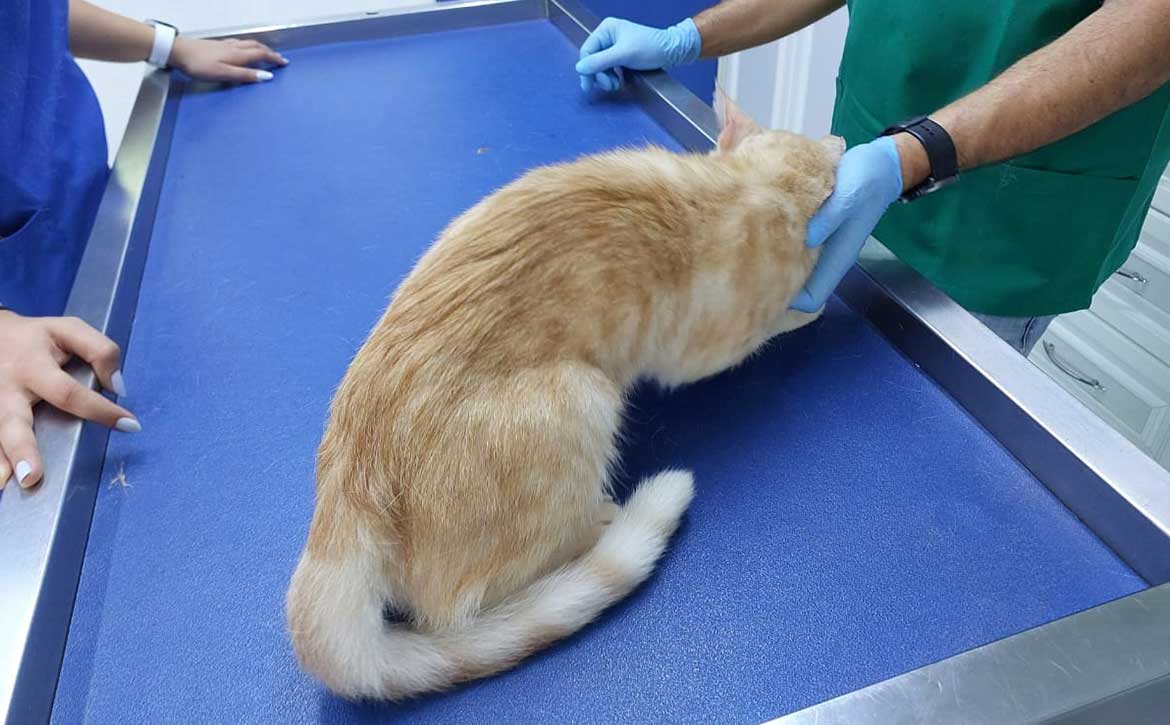 GINGER THE CAT