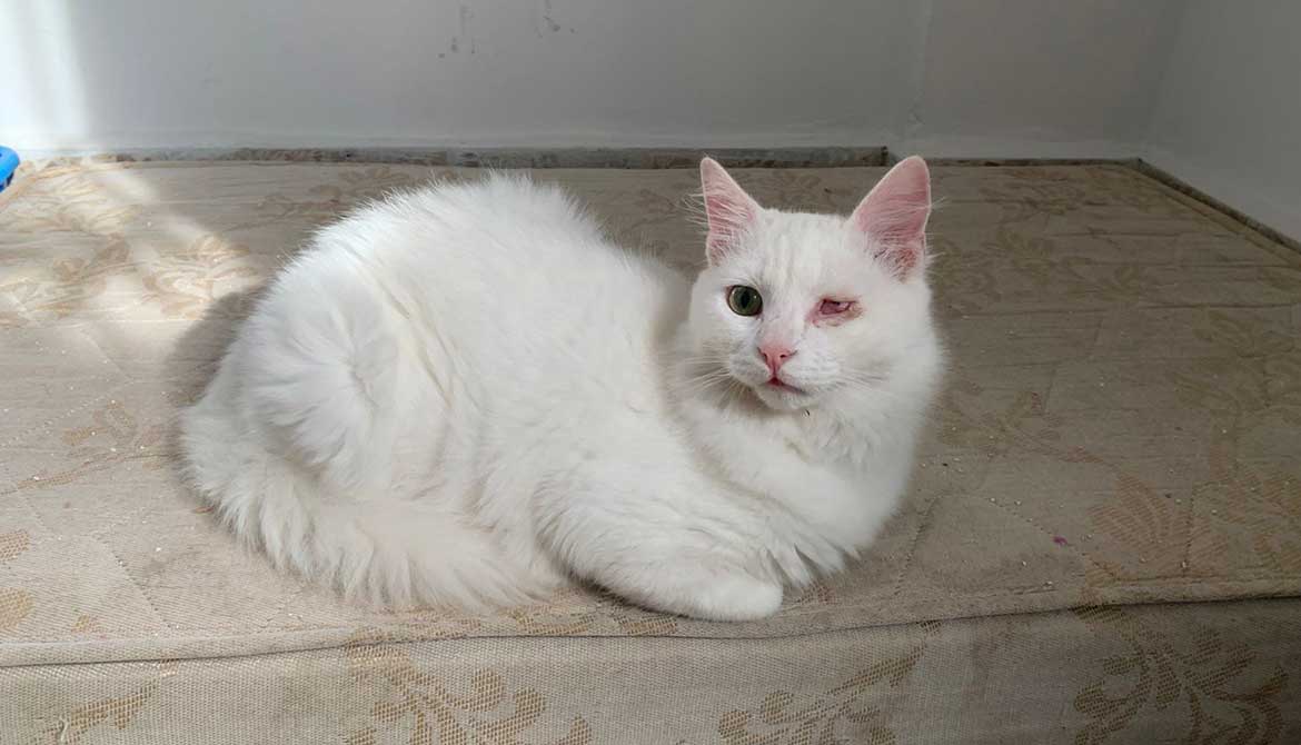 LUIGI: FROM BAALBEK TO PARIS