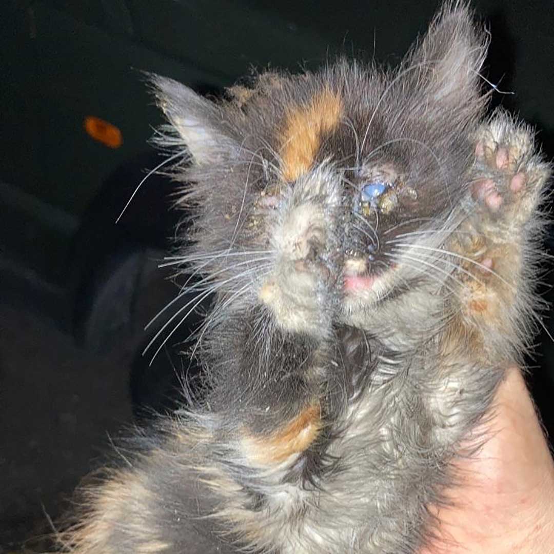 SUNNY THE BLIND KITTEN