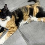 SUNNY THE BLIND KITTEN
