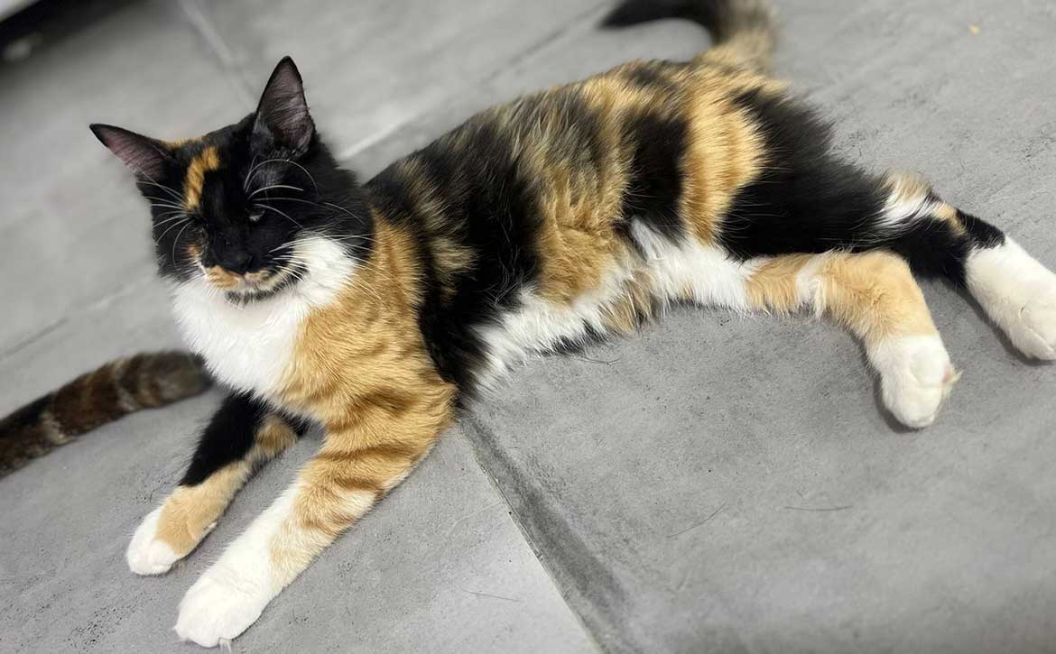 SUNNY THE BLIND KITTEN
