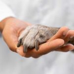 THE CRUCIAL CHOICE: THE IMPORTANCE OF SPAYING/NEUTERING YOUR PET