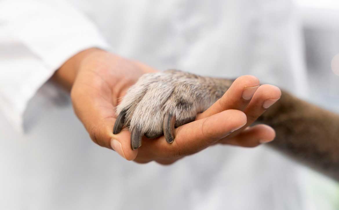 THE CRUCIAL CHOICE: THE IMPORTANCE OF SPAYING/NEUTERING YOUR PET