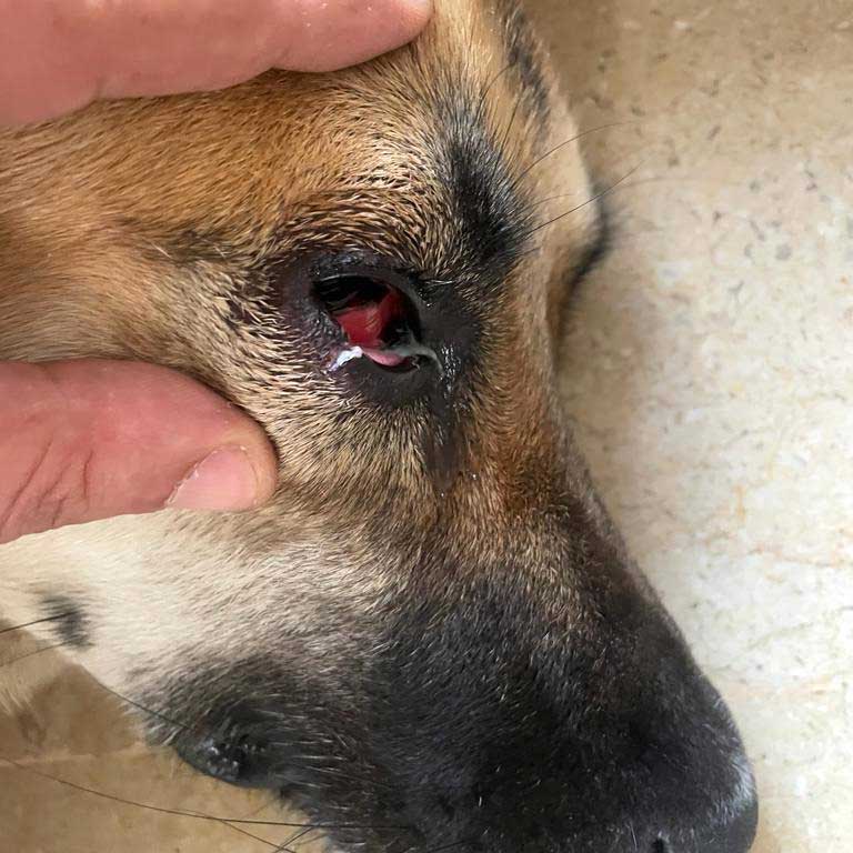 BROWNIE THE STRAY WHO GOT ATTACKED BY ANOTHER DOG