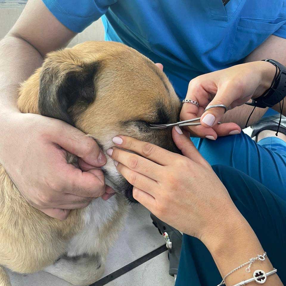 BROWNIE THE STRAY WHO GOT ATTACKED BY ANOTHER DOG