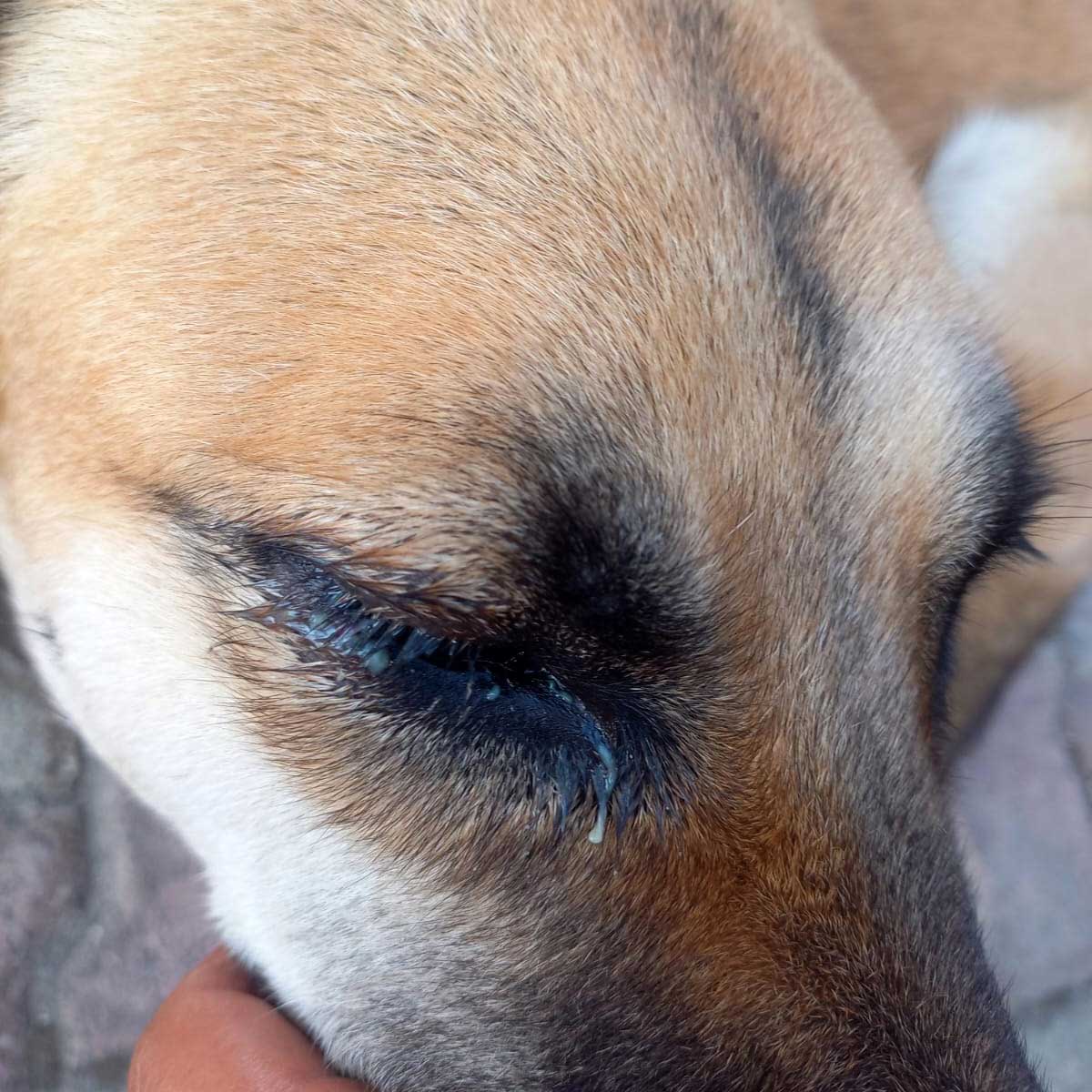 BROWNIE THE STRAY WHO GOT ATTACKED BY ANOTHER DOG