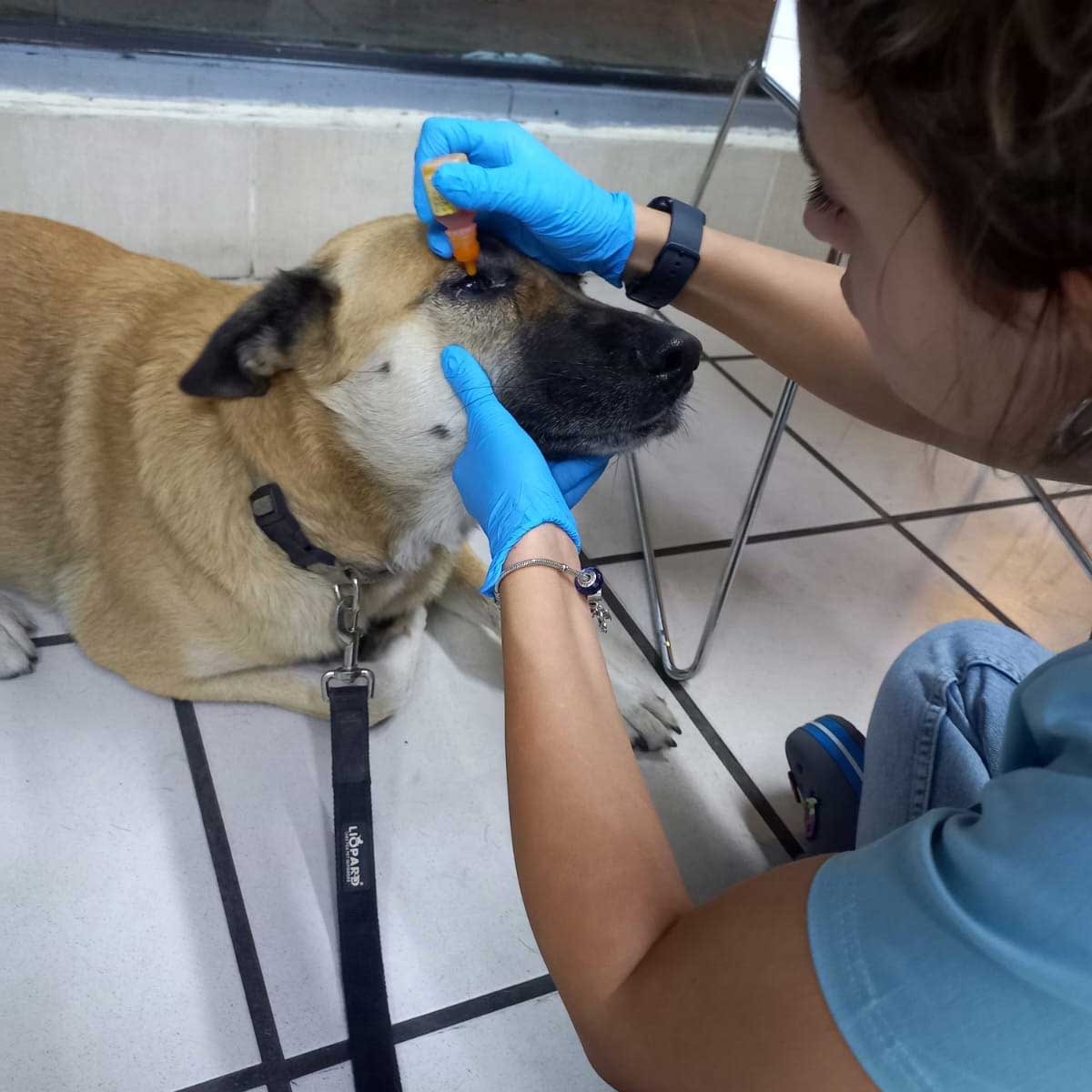 BROWNIE THE STRAY WHO GOT ATTACKED BY ANOTHER DOG