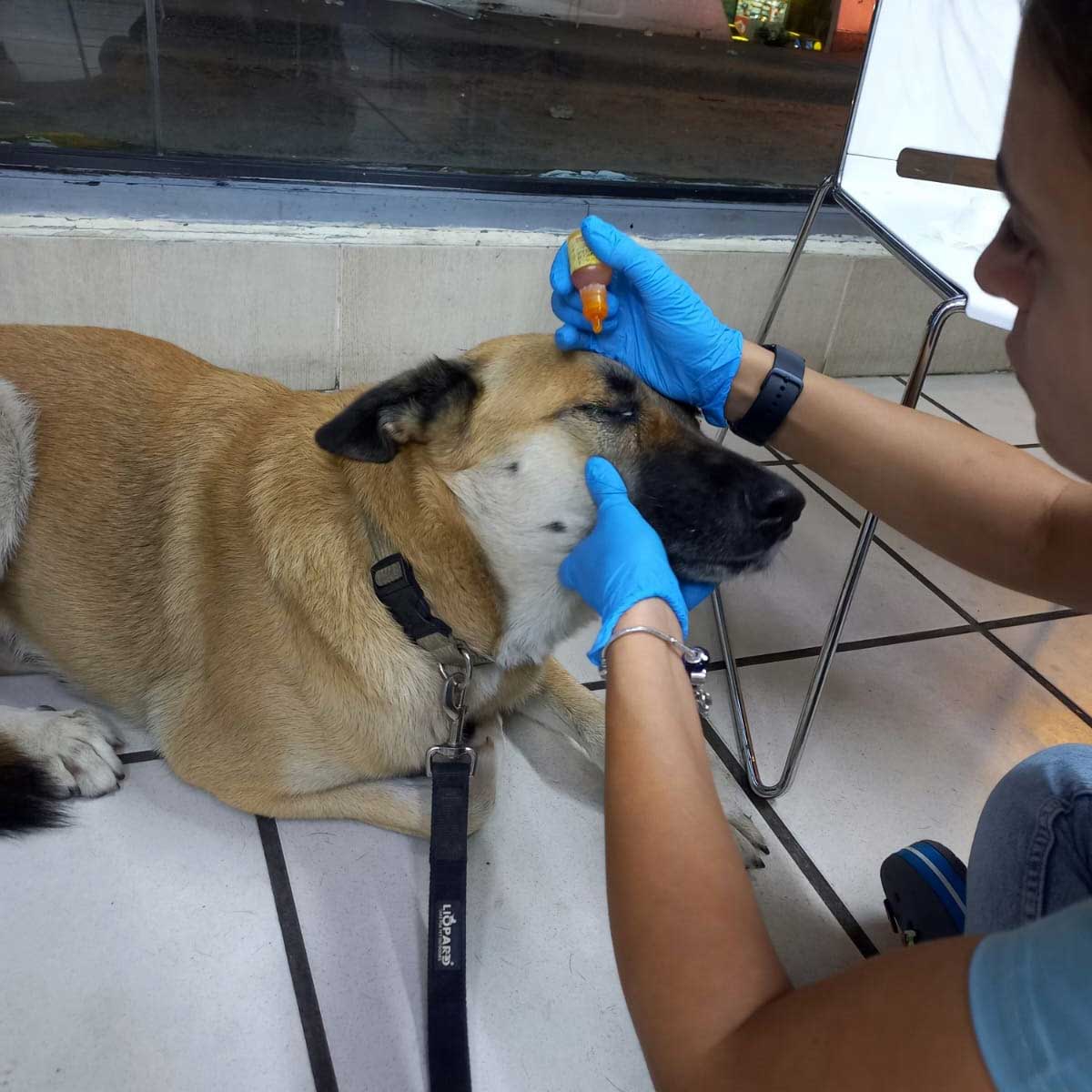 BROWNIE THE STRAY WHO GOT ATTACKED BY ANOTHER DOG