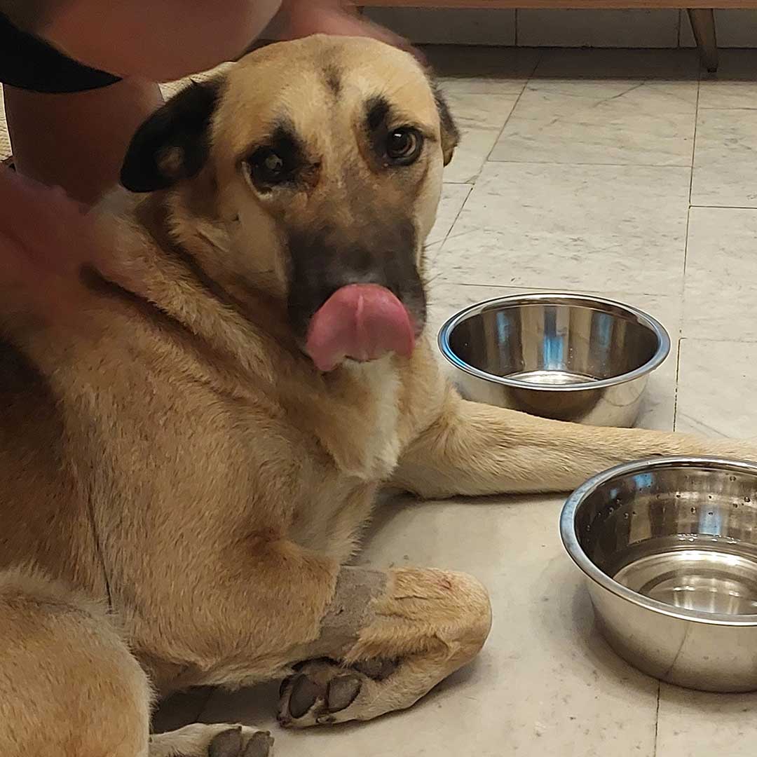 BROWNIE THE STRAY WHO GOT ATTACKED BY ANOTHER DOG