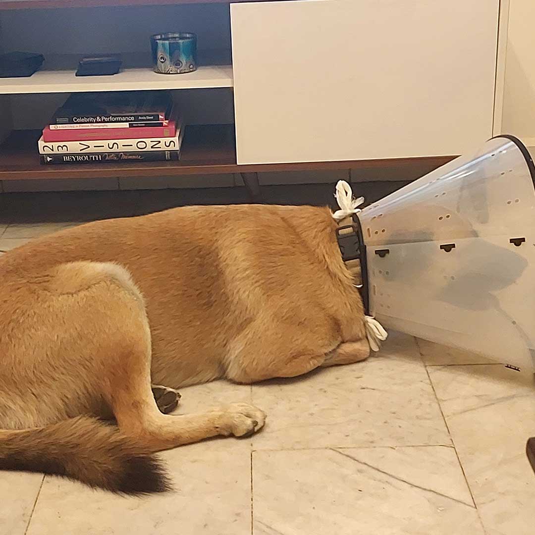 BROWNIE THE STRAY WHO GOT ATTACKED BY ANOTHER DOG