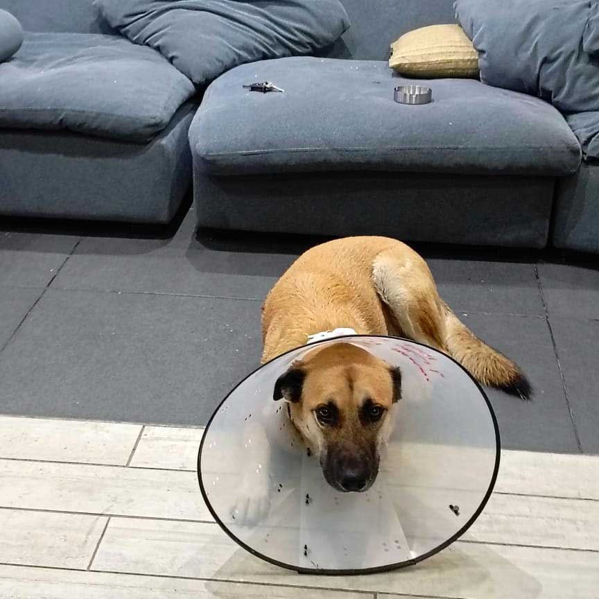 BROWNIE THE STRAY WHO GOT ATTACKED BY ANOTHER DOG