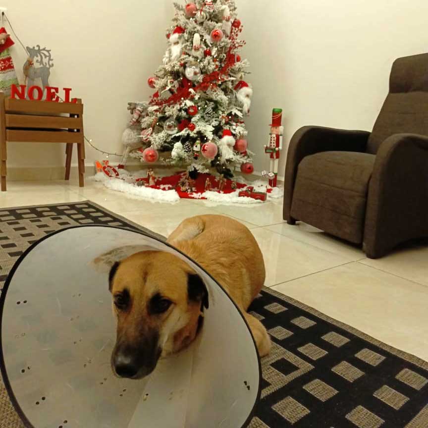 BROWNIE THE STRAY WHO GOT ATTACKED BY ANOTHER DOG