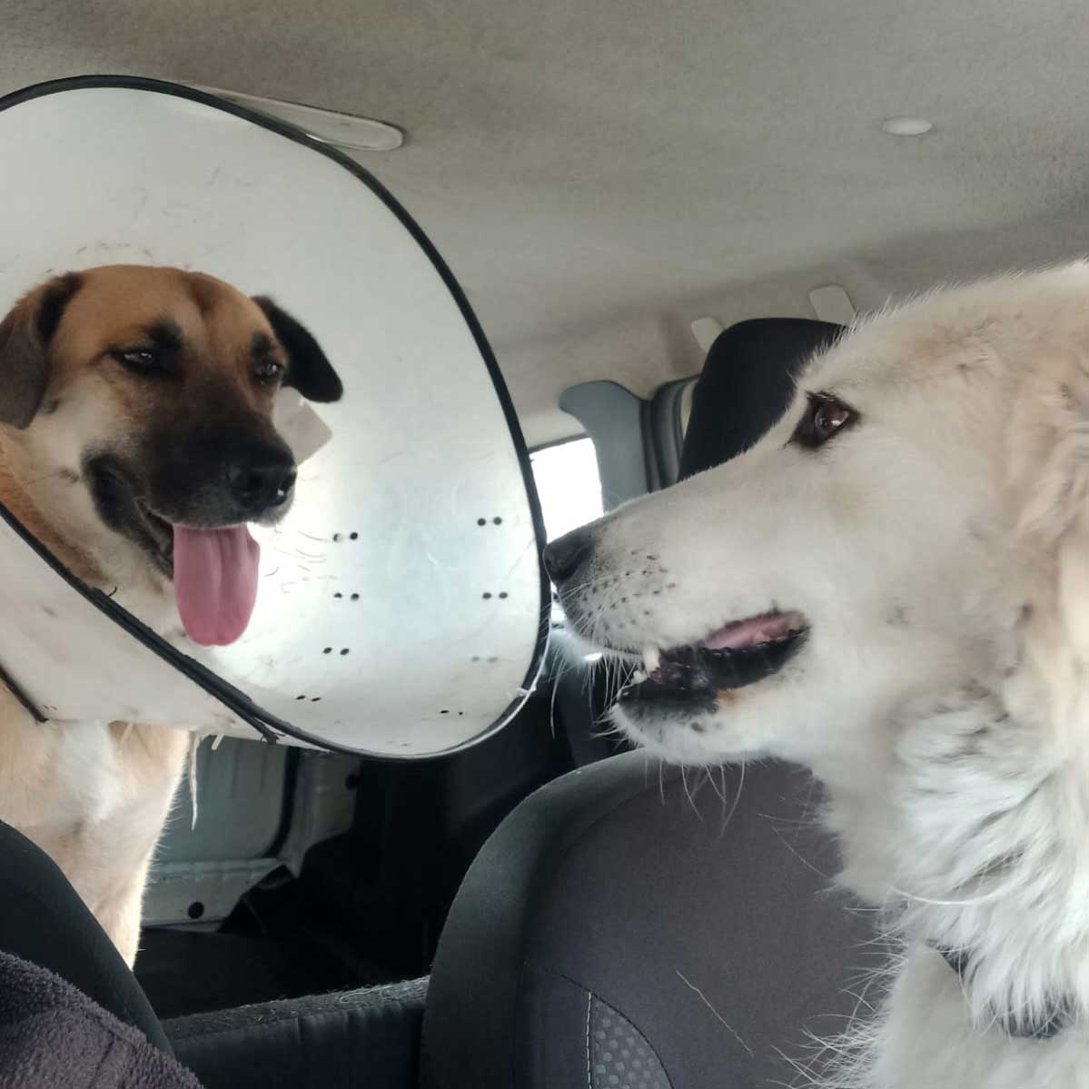 BROWNIE THE STRAY WHO GOT ATTACKED BY ANOTHER DOG